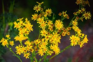 De la Gloriette à L'heure Tranquille
